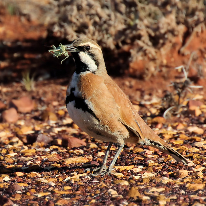 Cinnamon Quail-thrush (Cinclosoma cinnamomeum)